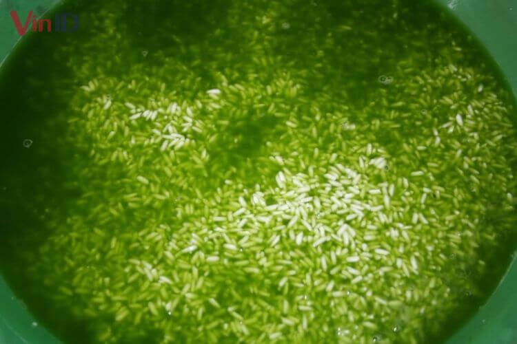 Ngâm nếp cùng lá dứa giúp xôi có màu đẹp và hương thơm