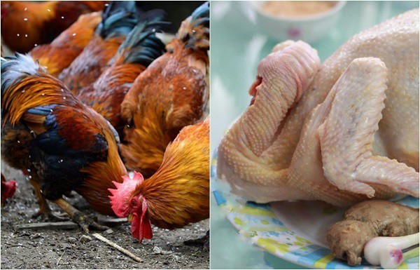 Gà trống già là lựa chọn tốt nhất cho cách nấu thịt gà mềm, giữ độ săn chắc