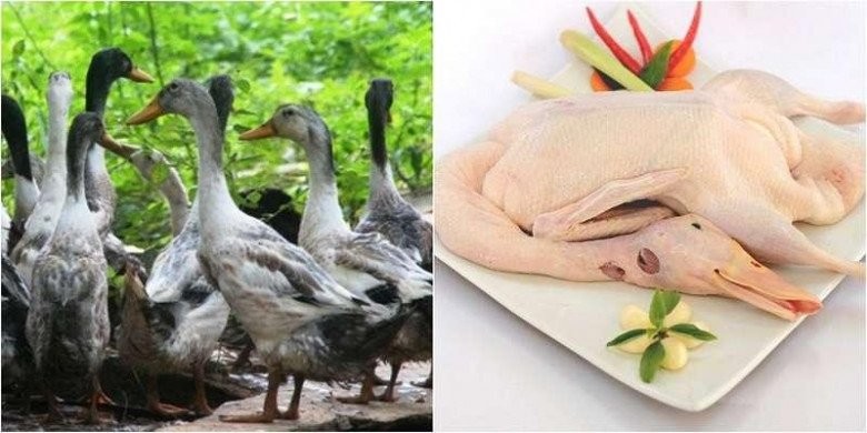 Hướng dẫn cách chọn vịt tươi ngon, dày thịt để nấu vịt nấu chao không bị hôi