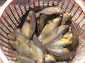 Cá rô đồng tươi sống