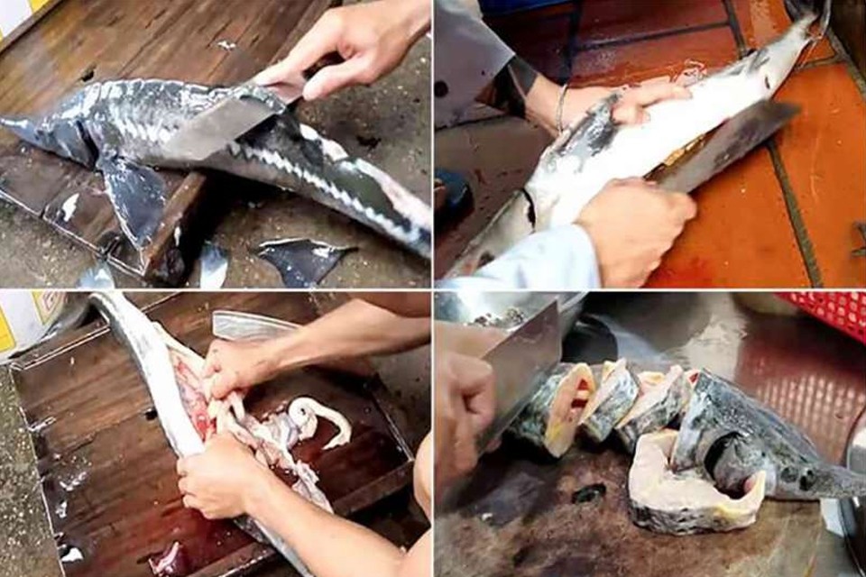 Sơ chế cá tầm tươi ngon đúng cách trước khi nấu món cá tầm om chuối đậu