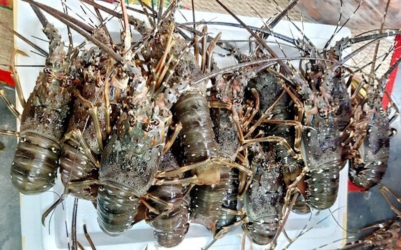 Cách Bảo Quản Tôm Đã Nấu Chín - Những con tôm hùm tươi sống trong thùng xốp