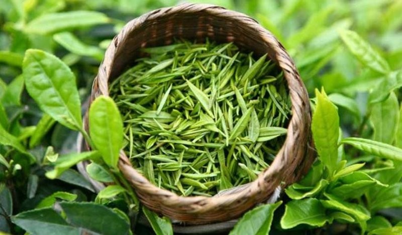 Hướng dẫn chọn lá trà xanh tươi chuẩn để nấu trà giảm cân