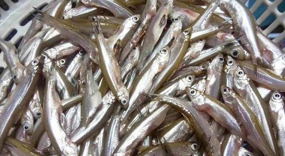 Cá tép sông và dưa sắn đã sơ chế sẵn sàng cho món canh cá dưa sắn
