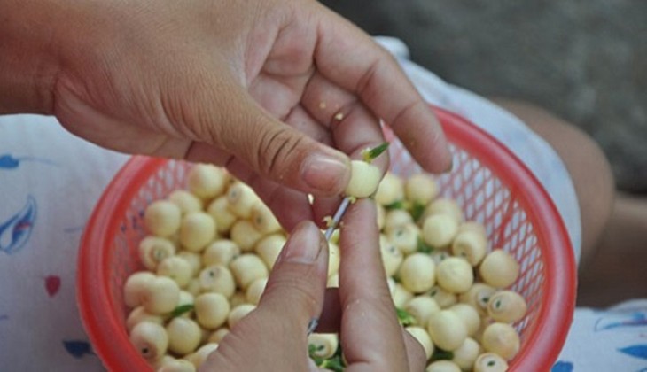 Lấy tim sen ra khỏi hạt sen