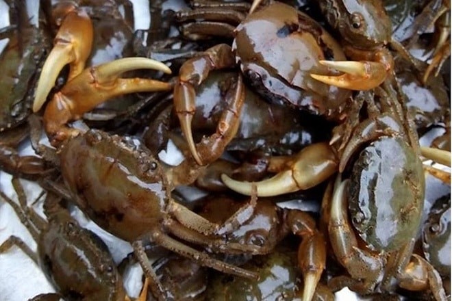 Chọn cua đồng tươi sống cho món bún riêu cua