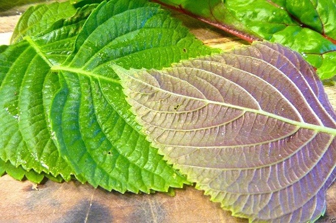 Lá tía tô tươi xanh, nguyên liệu quan trọng cho món cháo thịt băm tía tô.