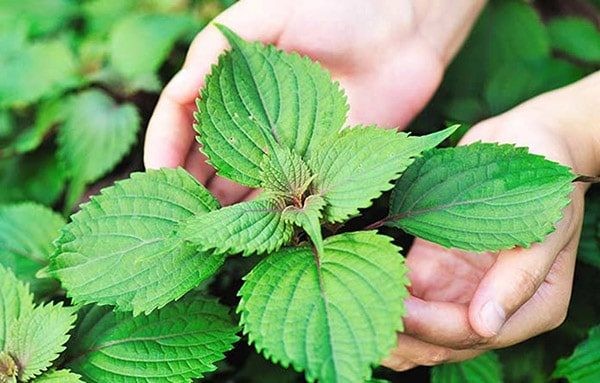 Tô cháo trứng gà tía tô nghi ngút khói, nóng hổi, sẵn sàng làm ấm cơ thể và giúp giải cảm hiệu quả