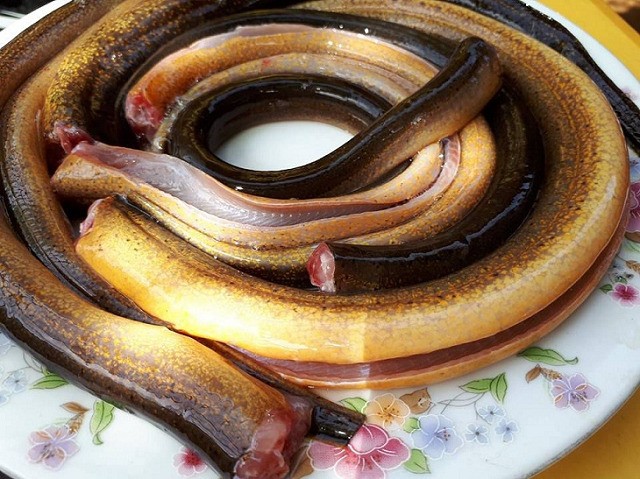 Kỹ thuật sơ chế lươn: Tránh khía bụng lươn theo chiều dọc để giữ độ tươi ngon