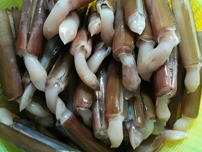 Sơ chế ốc móng tay tươi sạch trước khi chế biến món ốc xào me