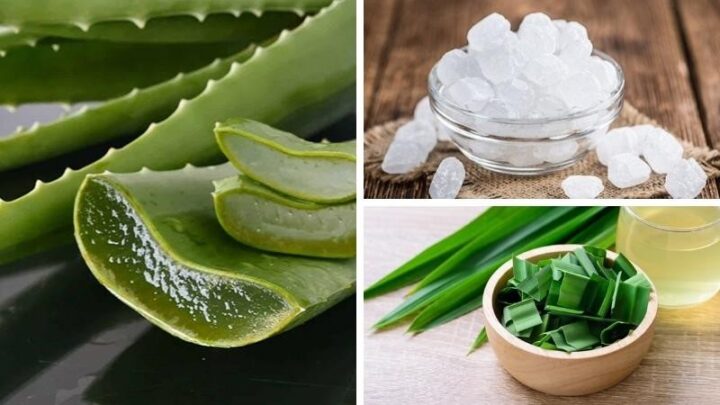 Nguyên liệu cần thiết cho cách nấu nha đam lá dứa đường phèn tại nhà