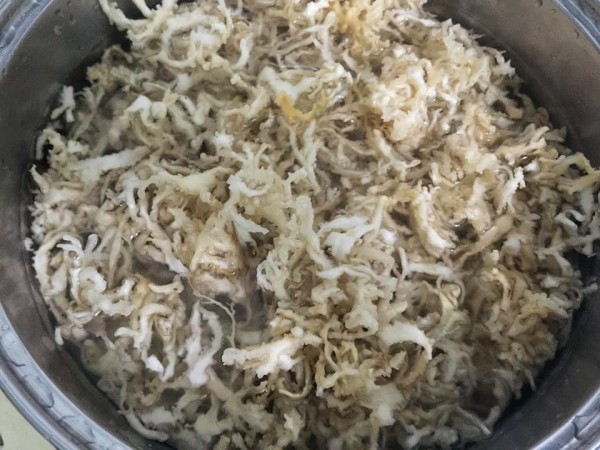 Rong chân vịt Lý Sơn đã ngâm nở và rửa sạch, sẵn sàng cho cách nấu rau câu Lý Sơn