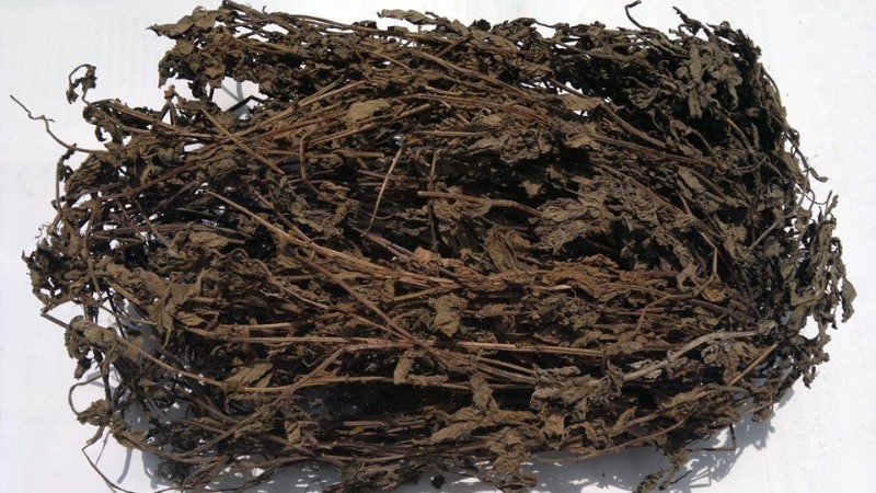 Vò và lọc lấy nước cốt từ lá sương sáo tươi