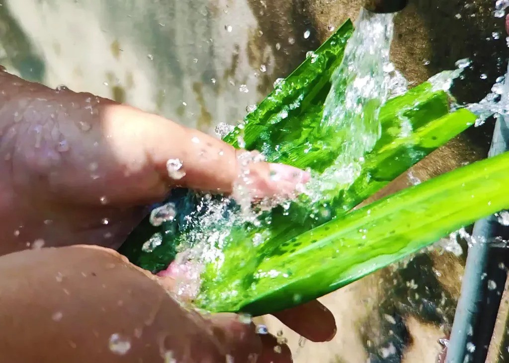 Những bó lá dứa xanh tươi, sạch sẽ, sẵn sàng tạo hương thơm tự nhiên và màu sắc hấp dẫn cho món xôi khoai môn.