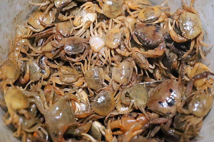 Những con cua đồng tươi sống, chắc thịt đang được lựa chọn để làm bún riêu