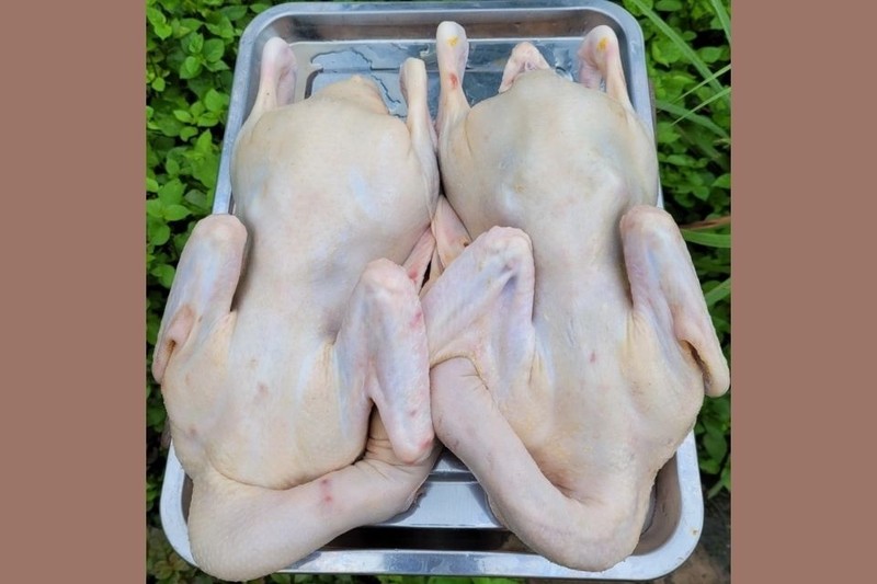 Kiểm tra độ tươi của vịt để đảm bảo chất lượng