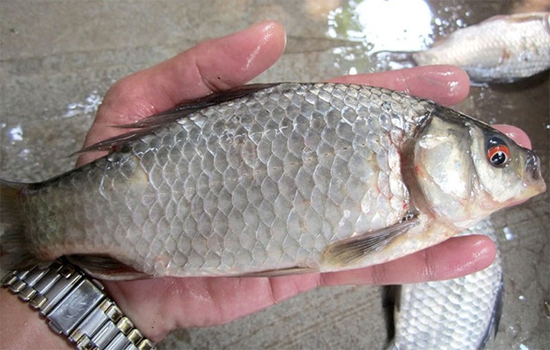 Cá diếc nấu rau răm hình 5