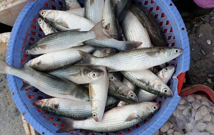 Chọn cá đối tươi ngon cho món canh chua cá đối đúng điệu, mắt trong mang đỏ