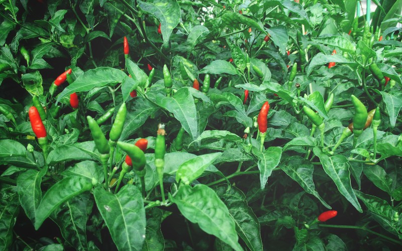 Canh lá ớt thịt băm nóng hổi, thanh mát, bổ dưỡng