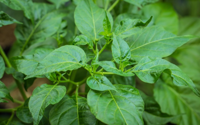 Những đọt lá ớt bánh tẻ xanh non, nguyên liệu chính của món canh