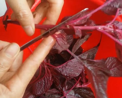 Cắt bỏ lá rau dền non và loại bỏ lá già xơ khi nhặt rau dền nấu canh