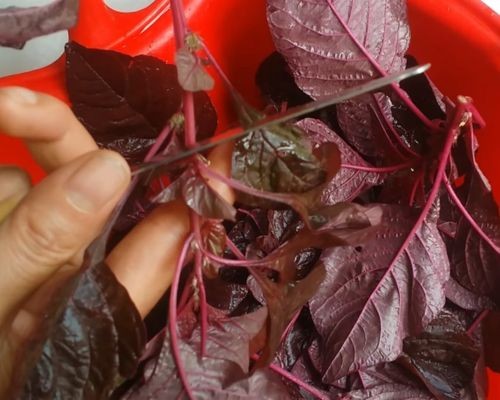 Cắt lấy phần ngọn non của rau dền để nấu canh không bị già