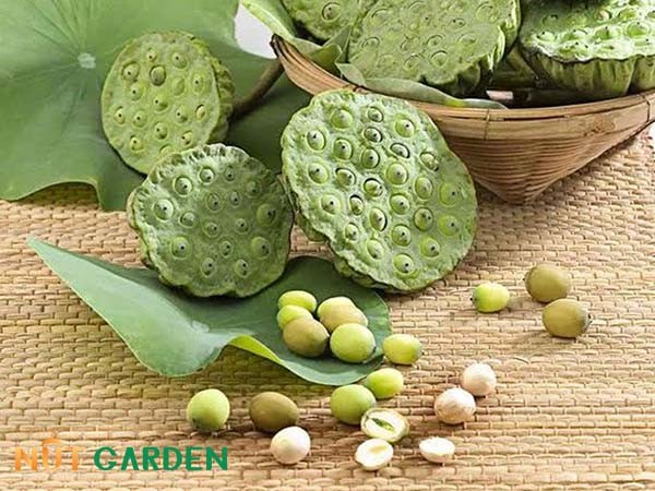 Đài sen tươi với những hạt sen trắng ngà, là lựa chọn tốt nhất để nấu chè