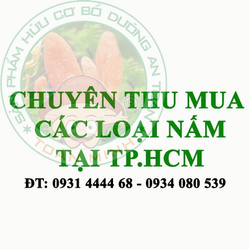 Khám phá các loại nấm tươi ngon, nguyên liệu chính cho nhiều món ăn ngon dễ làm