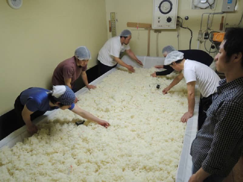 Kỹ thuật viên đang trộn men vào cơm gạo đã nấu chín trong quy trình ủ rượu công nghiệp