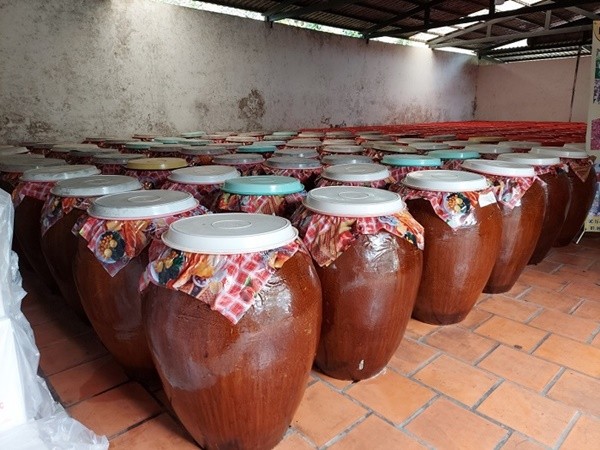 Rượu khoai lang thành phẩm được thu hoạch và ủ trong chum sành để phát triển hương vị tốt nhất