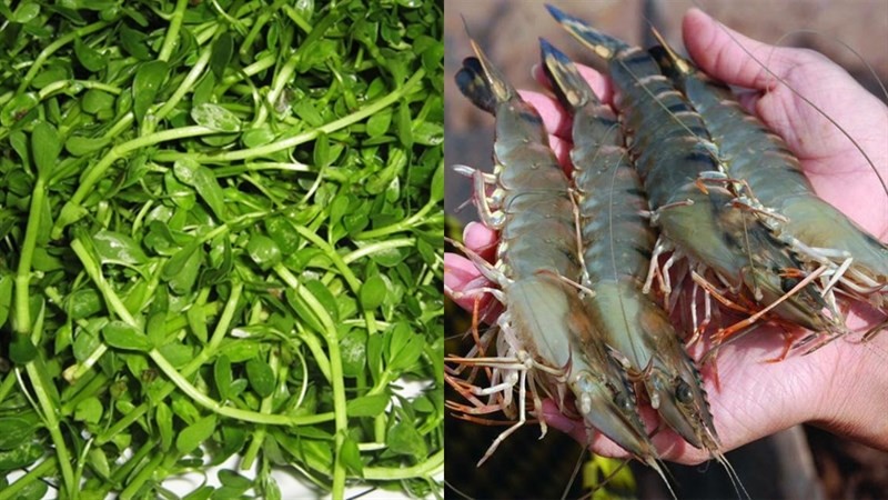 Các nguyên liệu tươi ngon để nấu canh rau đắng nấu tôm gồm rau đắng, tôm tươi và gia vị