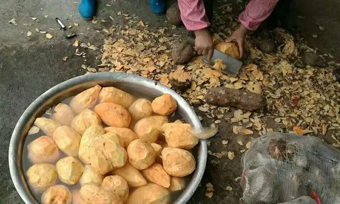 Quá trình sơ chế khoai lang tươi, rửa sạch và cắt khúc chuẩn bị cho các bước nấu rượu