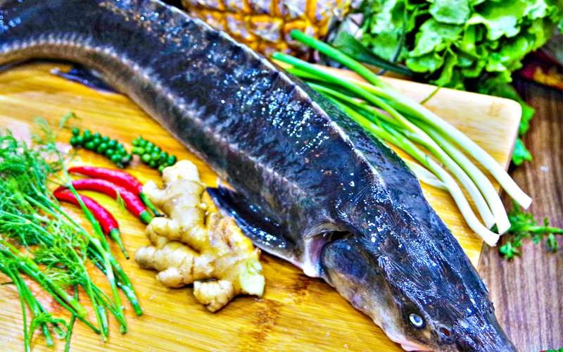 Nguyên liệu nấu lẩu cá tầm