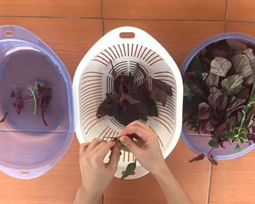 Phân loại lá rau dền non và già khi nhặt rau dền thủ công