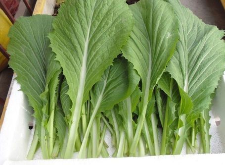 Rau cải xanh tươi