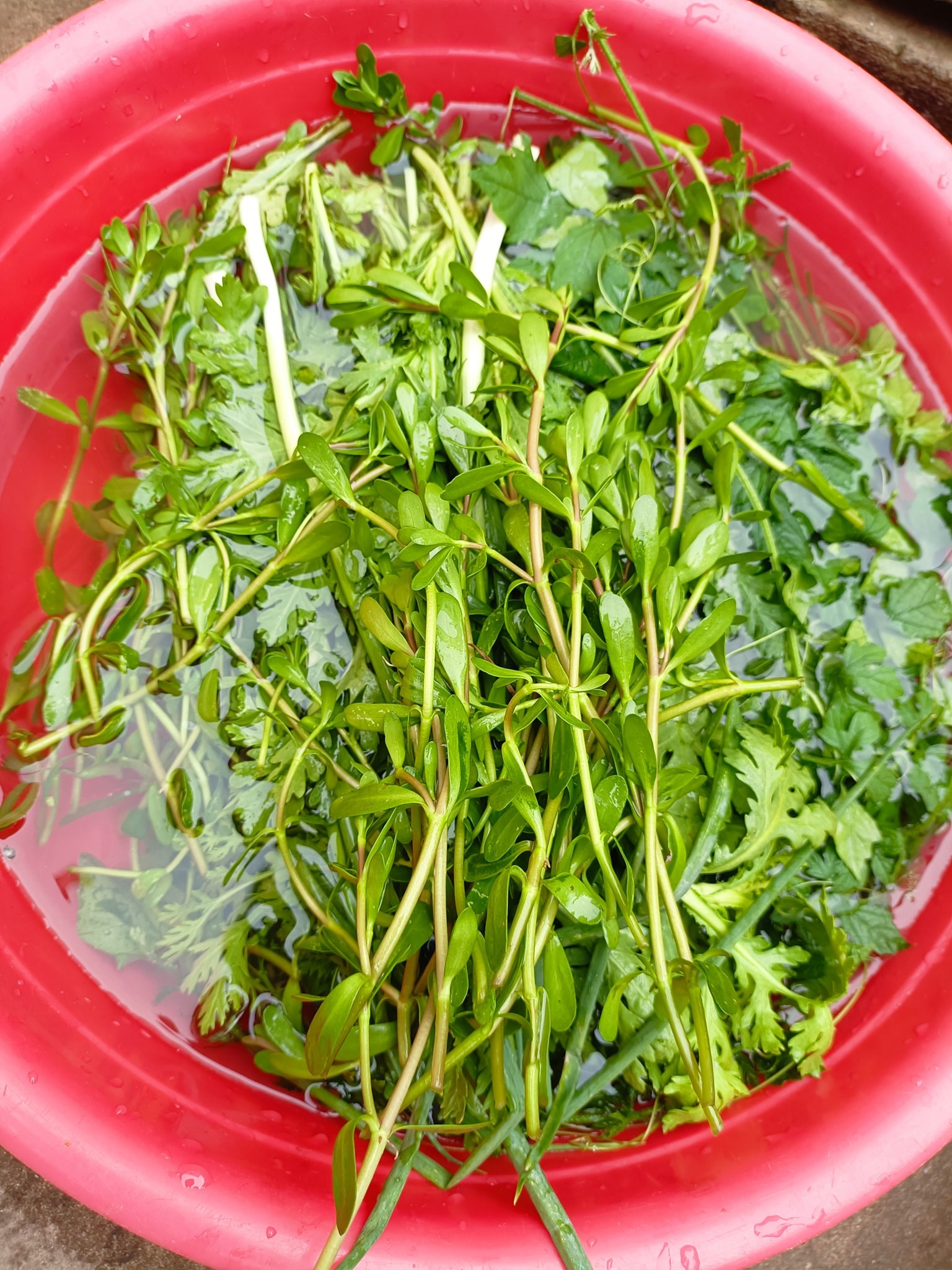 Bó rau đắng tươi xanh, lá non dùng kèm món cá lóc nấu bầu tăng hương vị