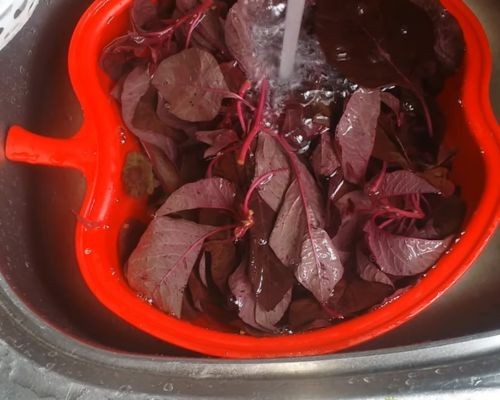 Rửa sạch rau dền với nước muối loãng sau khi nhặt
