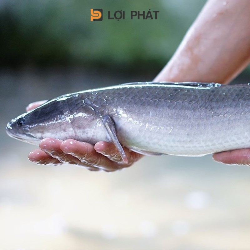 Hướng dẫn cách chọn cá lóc bông tươi ngon để nấu bún nước lèo