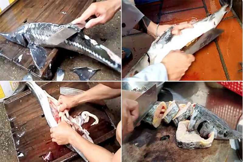 Hướng dẫn sơ chế cá tầm