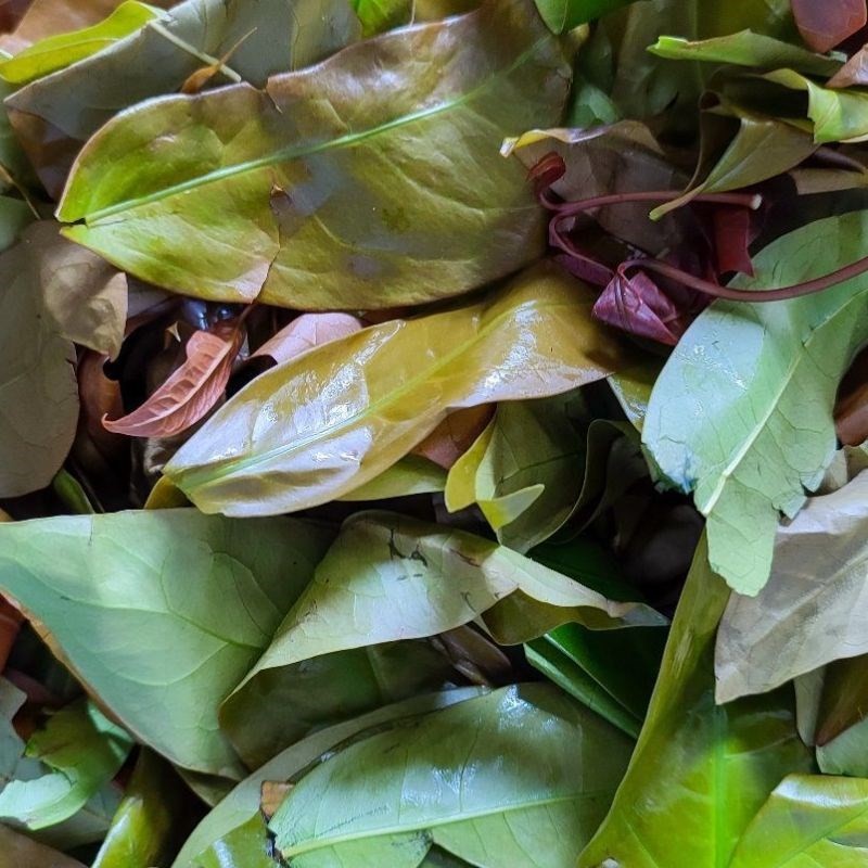 Hành lá và ngò rí đã cắt nhỏ, dùng để trang trí món canh đọt mây