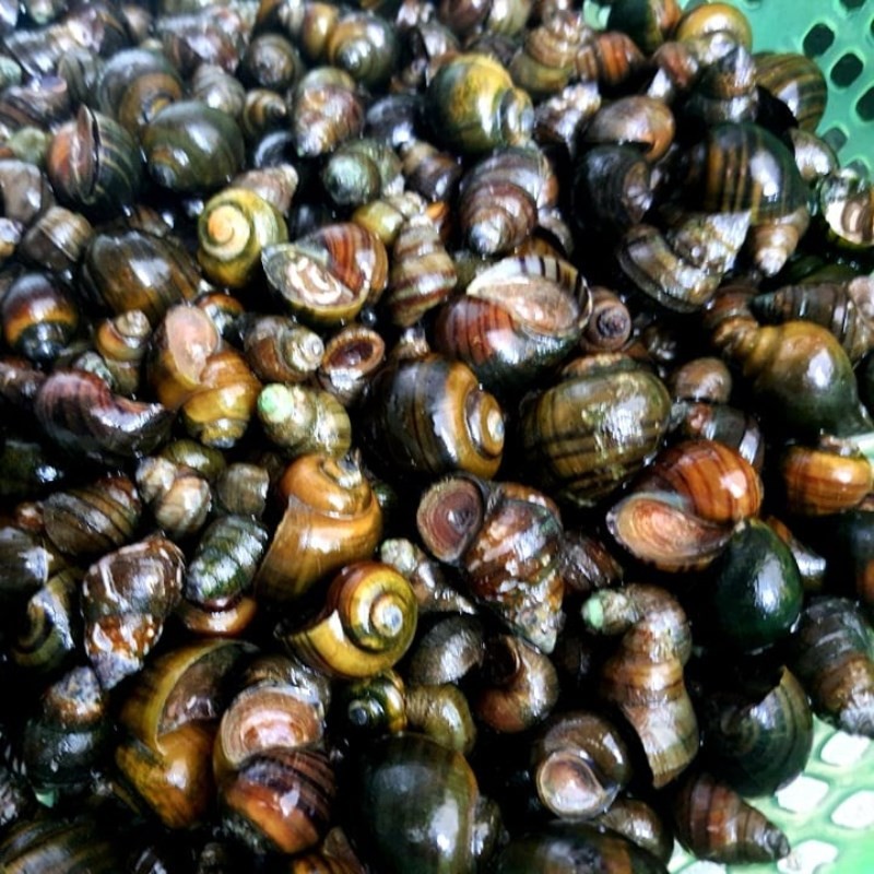 Luộc ốc hạt và ốc mít cho món bún ốc sườn