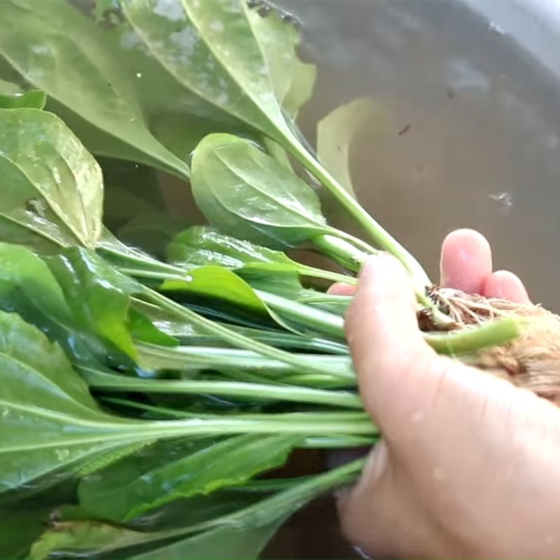 Rửa sạch từng lá mã đề trước khi nấu