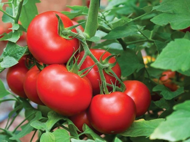Hướng dẫn chọn mua cà chua chín đỏ, tươi ngon cho canh cá me