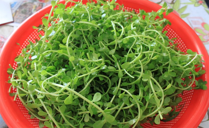 Rau đắng và các loại rau ăn kèm khác đã được rửa sạch và sơ chế