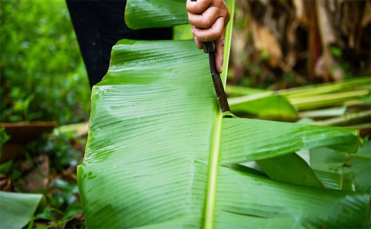 Dùng lá chuối tươi vò nát để làm sạch nhớt cá kèo