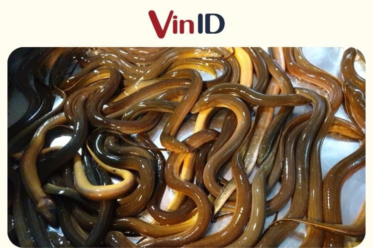 Nên chọn lươn đồng có kích thước vừa phải, thịt săn chắc để nấu cháo lươn cho bé