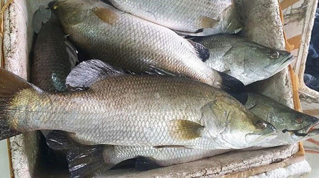 Một con cá vược tươi ngon với vảy óng ánh, là nguyên liệu chính cho món bún cá Nha Trang