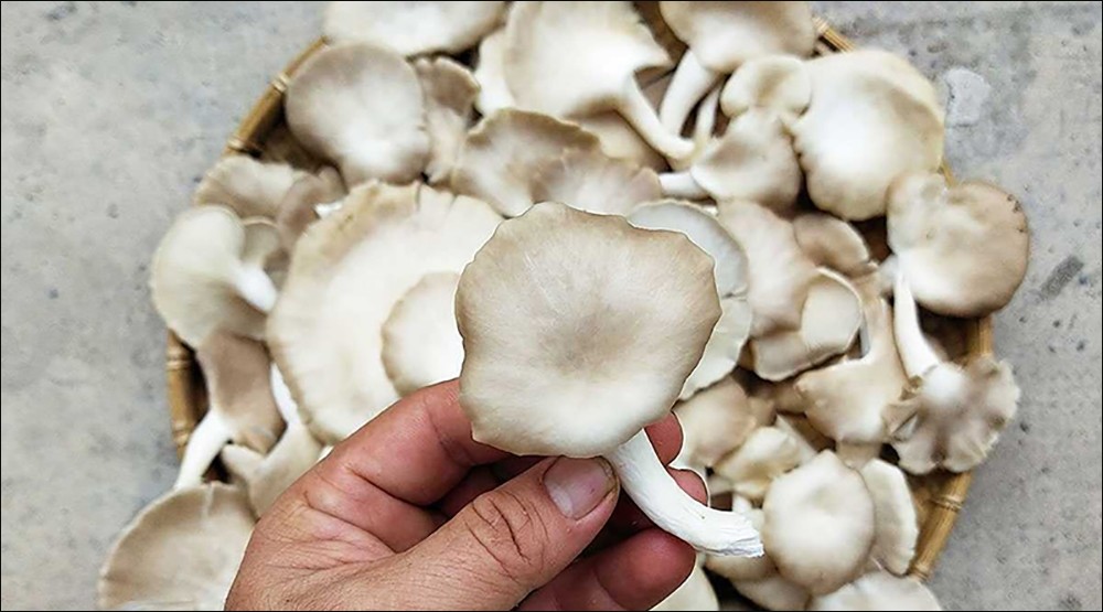 Cách chọn nấm bào ngư tươi ngon cho món cua nấu bầu