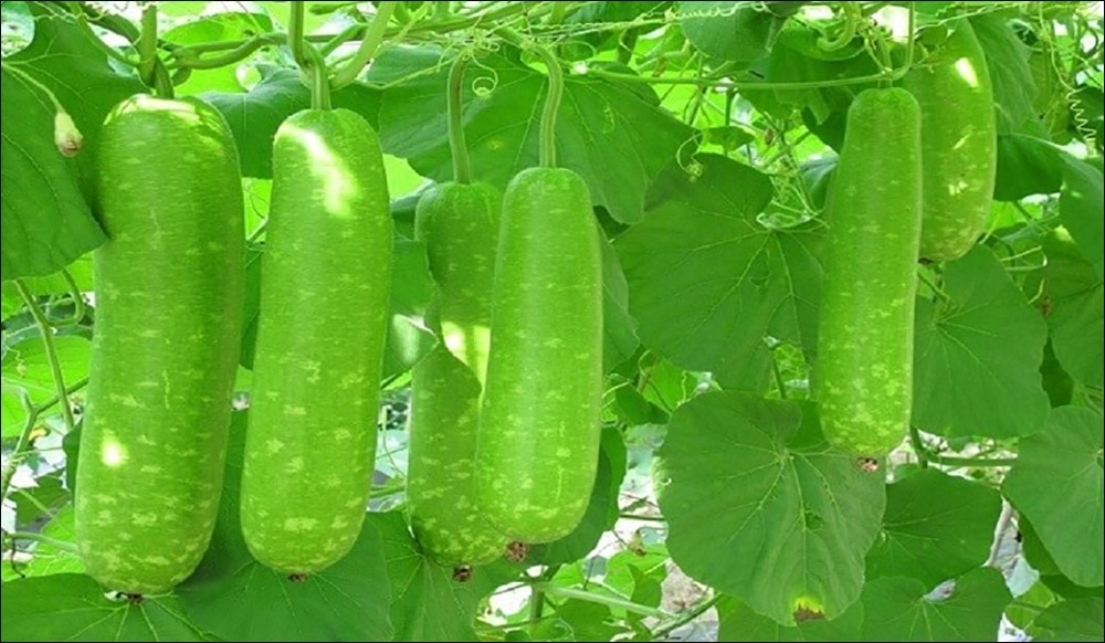 Bí quyết chọn mua bầu ngon cho món canh cua nấu bầu