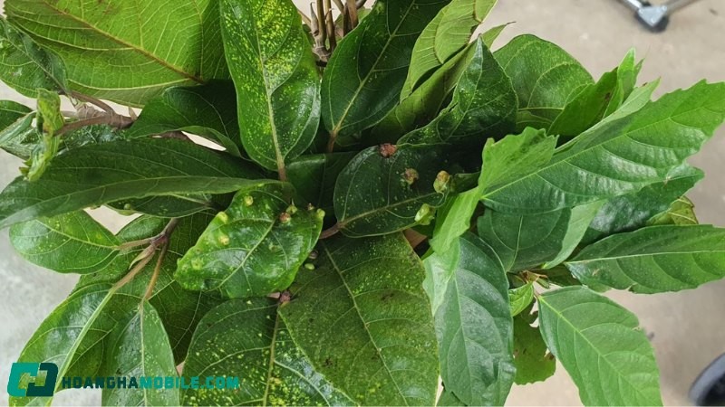 lá sung hỗ trợ kiểm soát cân nặng tự nhiên